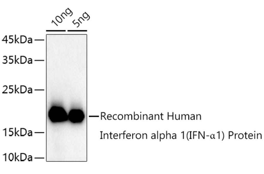 Western Blot - Anti-Interferon alpha 1 Antibody (A11134) - Antibodies.com