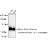 Western Blot - Anti-Interferon alpha 1 Antibody (A11134) - Antibodies.com