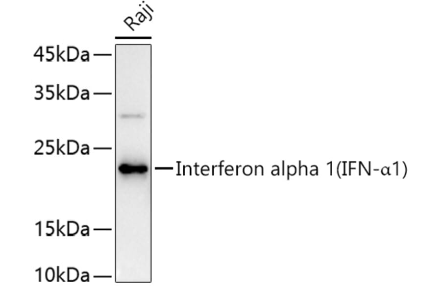 Western Blot - Anti-Interferon alpha 1 Antibody (A11134) - Antibodies.com