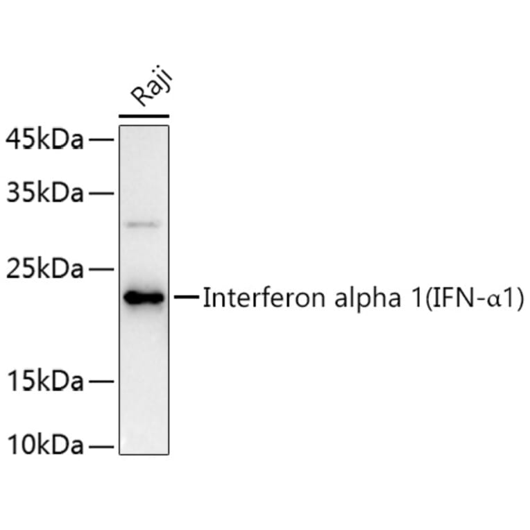Western Blot - Anti-Interferon alpha 1 Antibody (A11134) - Antibodies.com