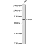 Western Blot - Anti-Estrogen Receptor alpha Antibody (A11135) - Antibodies.com