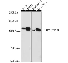 Western Blot - Anti-CRM1 Antibody (A11136) - Antibodies.com