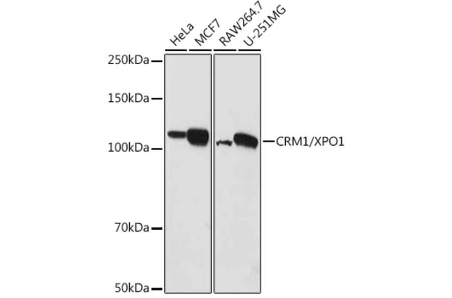 Western Blot - Anti-CRM1 Antibody (A11136) - Antibodies.com