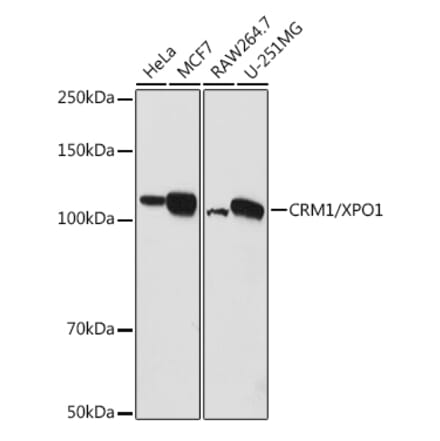 Western Blot - Anti-CRM1 Antibody (A11136) - Antibodies.com