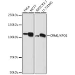 Western Blot - Anti-CRM1 Antibody (A11136) - Antibodies.com
