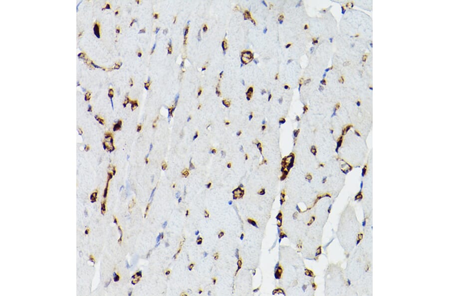 Immunohistochemistry - Anti-Apolipoprotein E Antibody (A11138) - Antibodies.com