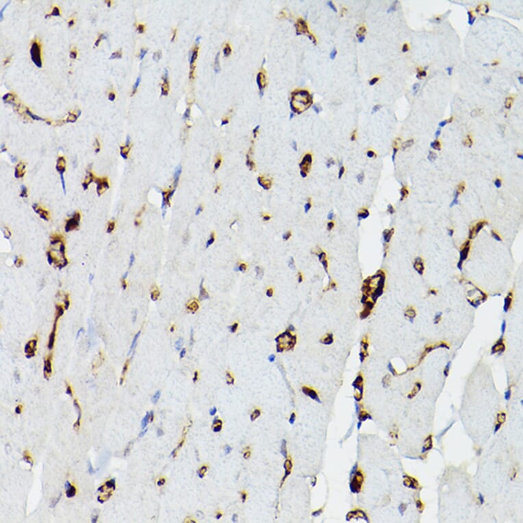 Immunohistochemistry - Anti-Apolipoprotein E Antibody (A11138) - Antibodies.com