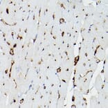 Immunohistochemistry - Anti-Apolipoprotein E Antibody (A11138) - Antibodies.com