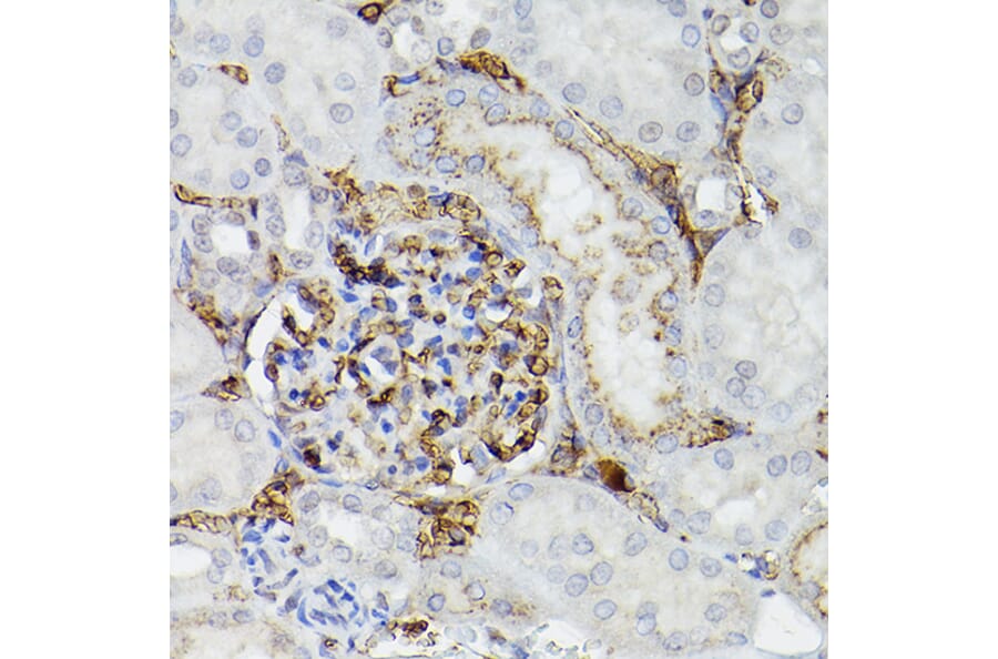 Immunohistochemistry - Anti-Apolipoprotein E Antibody (A11138) - Antibodies.com