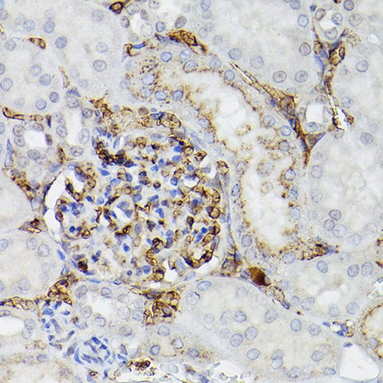 Immunohistochemistry - Anti-Apolipoprotein E Antibody (A11138) - Antibodies.com