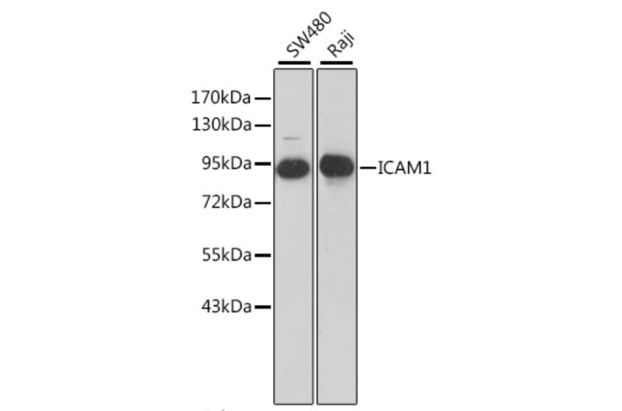 Western Blot - Anti-ICAM1 Antibody (A0307) - Antibodies.com