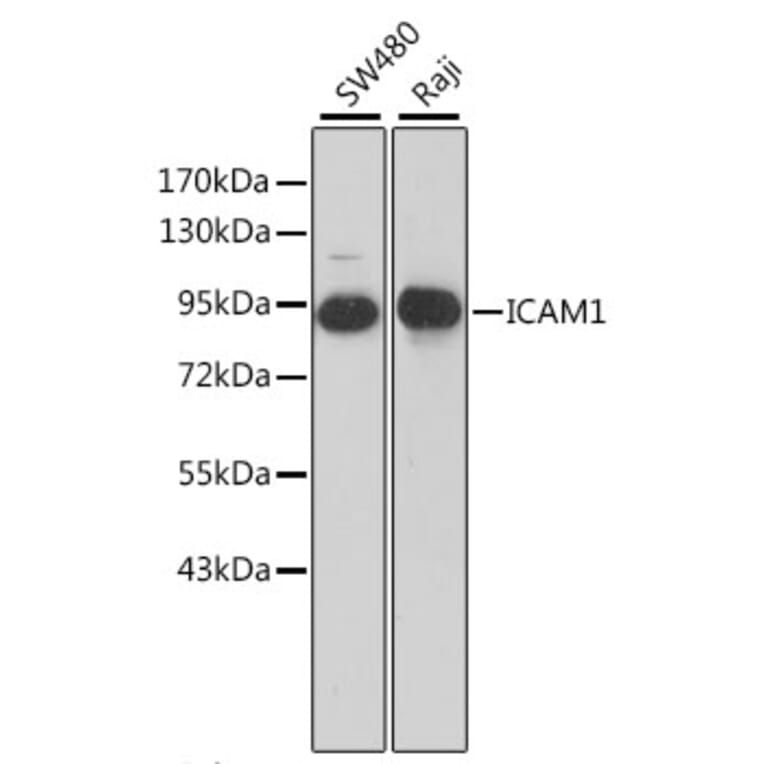 Western Blot - Anti-ICAM1 Antibody (A0307) - Antibodies.com