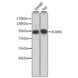 Western Blot - Anti-ICAM1 Antibody (A0307) - Antibodies.com
