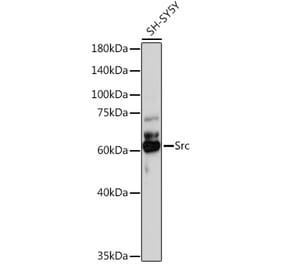 Western Blot - Anti-Src Antibody (A11140) - Antibodies.com