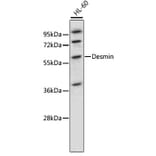 Western Blot - Anti-DES Antibody (A0356) - Antibodies.com