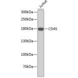 Western Blot - Anti-PTPRC Antibody (A0373) - Antibodies.com