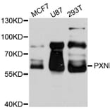 Western Blot - Anti-PXN Antibody (A0395) - Antibodies.com