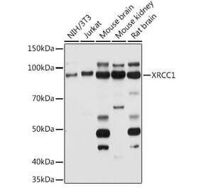 Western Blot - Anti-XRCC1 Antibody (A11152) - Antibodies.com