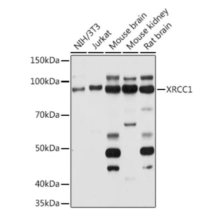Western Blot - Anti-XRCC1 Antibody (A11152) - Antibodies.com