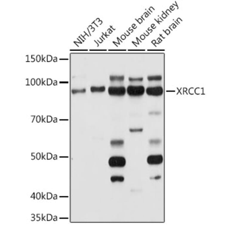 Western Blot - Anti-XRCC1 Antibody (A11152) - Antibodies.com