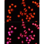 Immunofluorescence - Anti-XRCC1 Antibody (A11152) - Antibodies.com