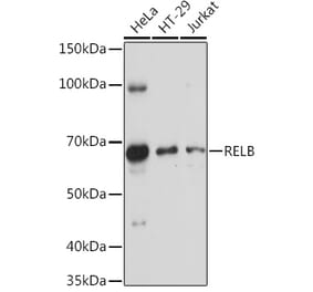 Western Blot - Anti-Rel B Antibody (A11158) - Antibodies.com