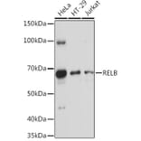 Western Blot - Anti-Rel B Antibody (A11158) - Antibodies.com