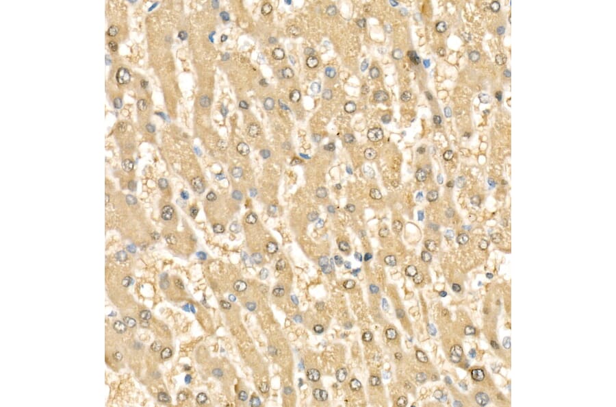 Immunohistochemistry - Anti-Rel B Antibody (A11158) - Antibodies.com