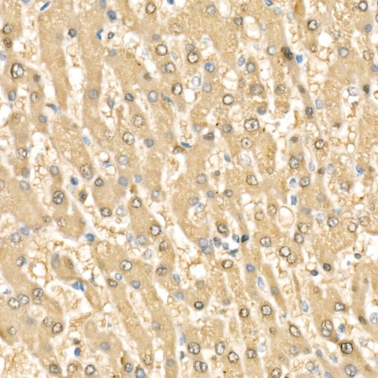 Immunohistochemistry - Anti-Rel B Antibody (A11158) - Antibodies.com