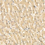 Immunohistochemistry - Anti-Rel B Antibody (A11158) - Antibodies.com