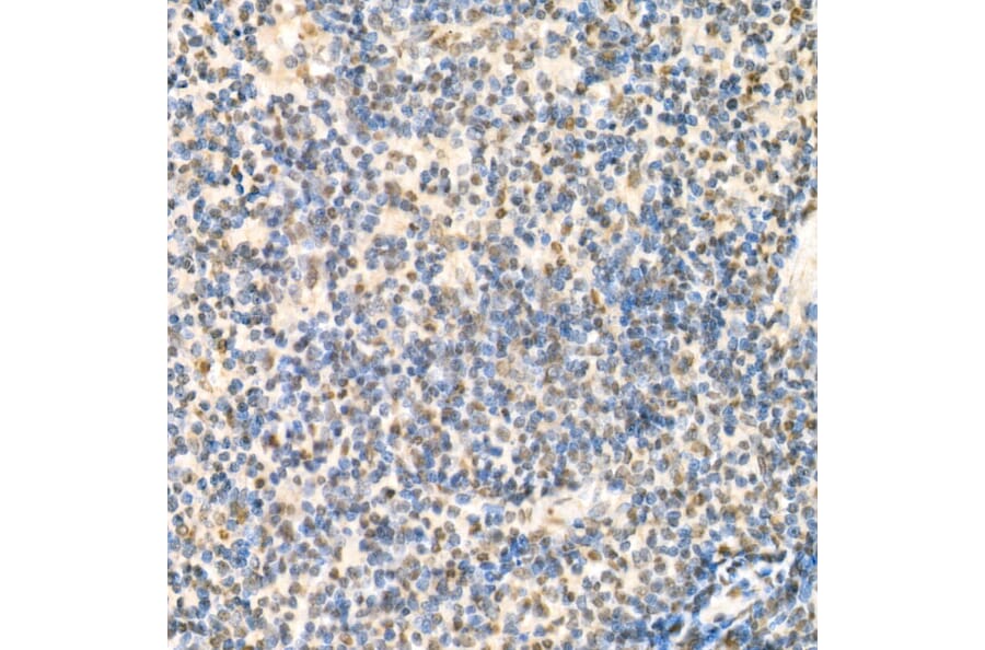 Immunohistochemistry - Anti-Rel B Antibody (A11158) - Antibodies.com