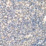 Immunohistochemistry - Anti-Rel B Antibody (A11158) - Antibodies.com
