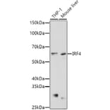Western Blot - Anti-MUM1 Antibody (A11160) - Antibodies.com