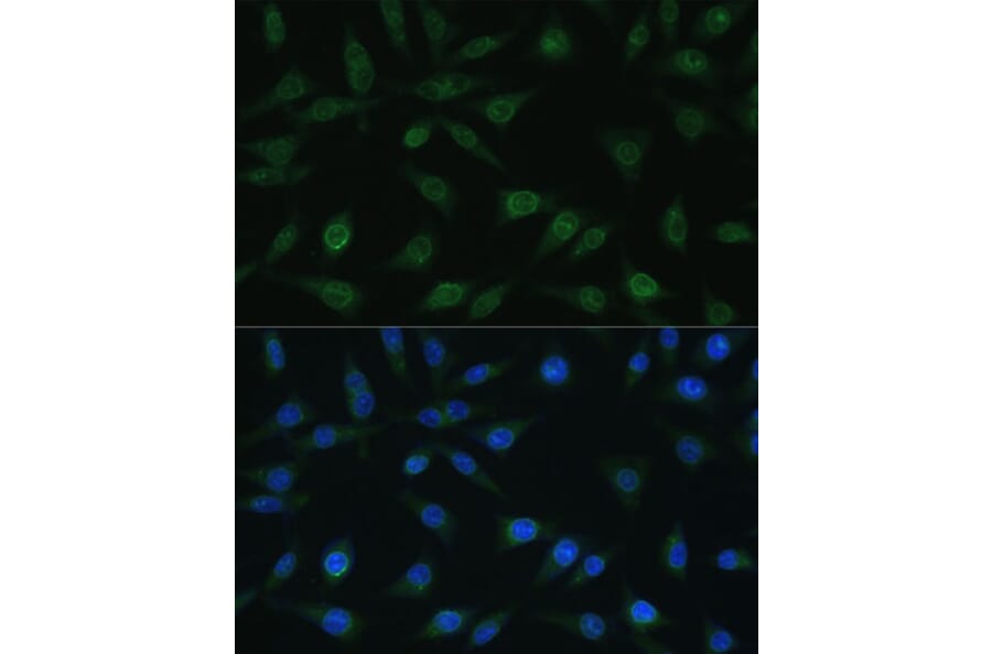 Immunofluorescence - Anti-NUP98 Antibody (A11162) - Antibodies.com