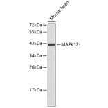 Western Blot - Anti-MAPK12 Antibody (A0559) - Antibodies.com