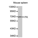 Western Blot - Anti-ITK Antibody (A0566) - Antibodies.com