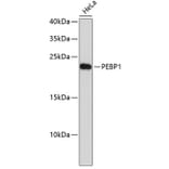 Western Blot - Anti-PEBP1 Antibody (A0577) - Antibodies.com