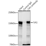 Western Blot - Anti-TJP2/ZO2 Antibody (A11173) - Antibodies.com