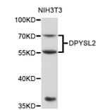 Western Blot - Anti-DPYSL2 Antibody (A0652) - Antibodies.com