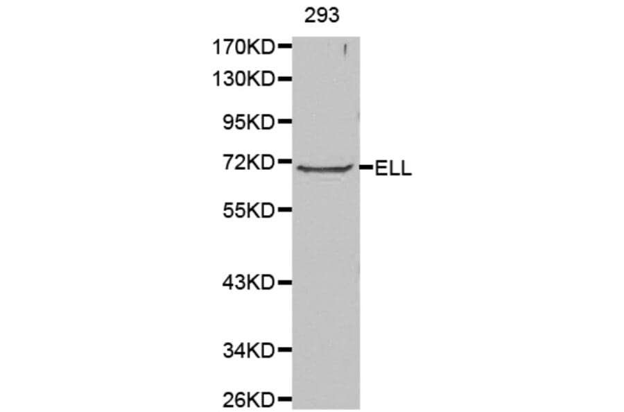 Western Blot - Anti-ELL Antibody (A0668) - Antibodies.com