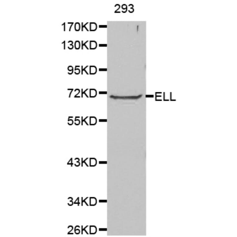 Western Blot - Anti-ELL Antibody (A0668) - Antibodies.com
