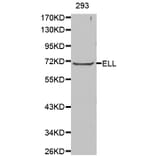 Western Blot - Anti-ELL Antibody (A0668) - Antibodies.com