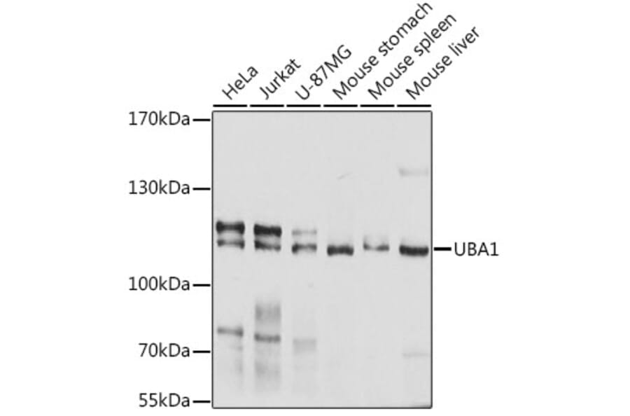 Western Blot - Anti-UBA1 Antibody (A0673) - Antibodies.com