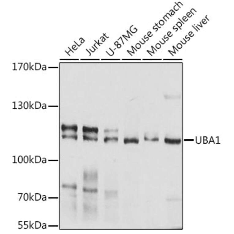 Western Blot - Anti-UBA1 Antibody (A0673) - Antibodies.com