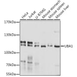 Western Blot - Anti-UBA1 Antibody (A0673) - Antibodies.com
