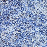 Immunohistochemistry - Anti-CEBP Beta Antibody (A11184) - Antibodies.com