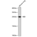 Western Blot - Anti-BID Antibody (A0728) - Antibodies.com