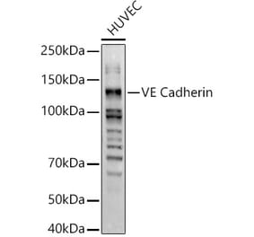 Western Blot - Anti-VE Cadherin Antibody (A11187) - Antibodies.com