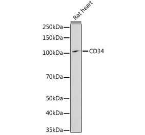 Western Blot - Anti-CD34 Antibody (A11191) - Antibodies.com