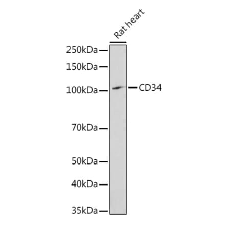 Western Blot - Anti-CD34 Antibody (A11191) - Antibodies.com